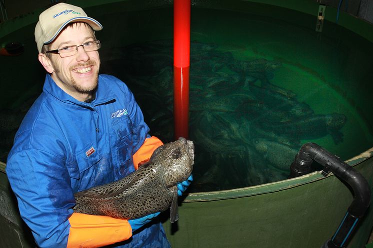 Stamfisk steinbit Akvaplan-niva