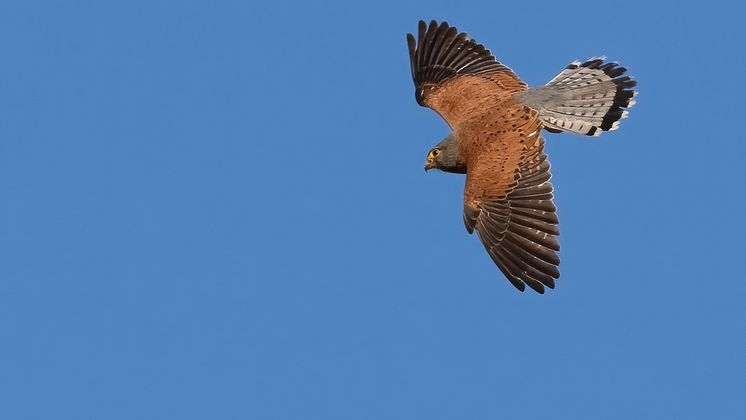 Blå himmel med en flygande klippfalk, brun med grå stjärtfjädrar. 