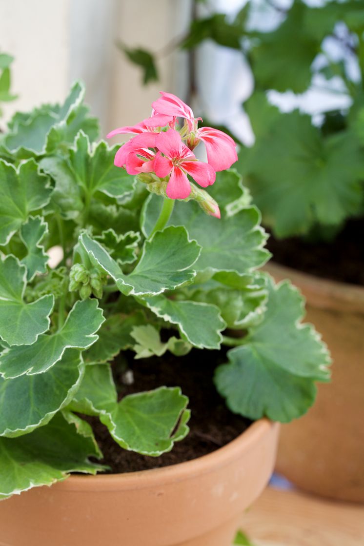 Brokbladig pelargon 'Melosilver'