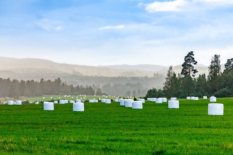 Trioworld-White-bales-in field