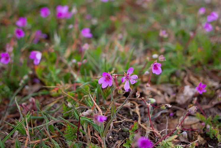 blommor.jpg