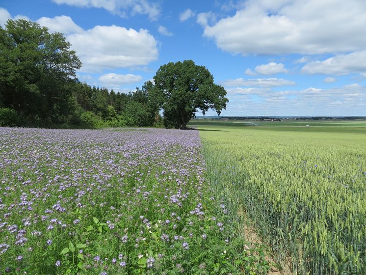 blommor-glyttinge