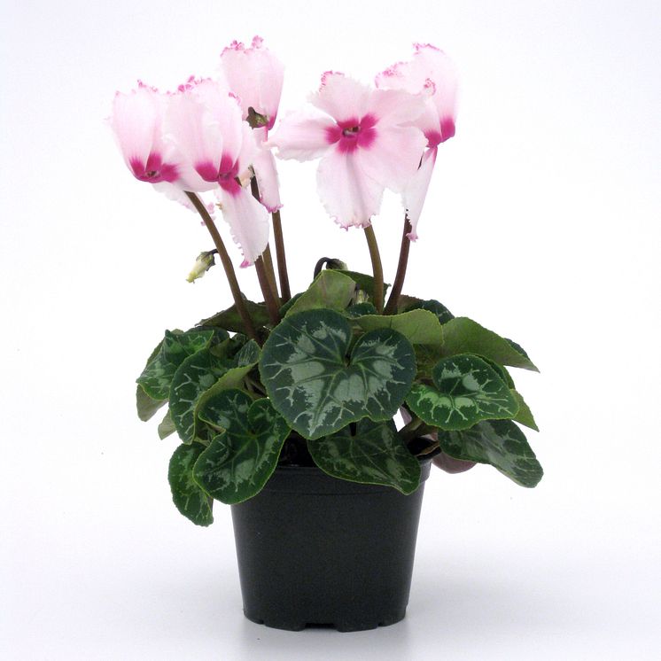 Cyclamen persicum ´Victoria´