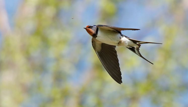 EOS 90D_MARKUS_VARESVUO_SAMPLE_Barn Swallow Kuhmo_0641_WEB_ONLY