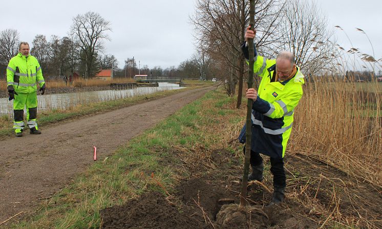 Pressbild - Extraplantering vid Göta kanals trädallé - bild 3