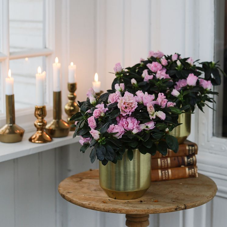 Azalea rosa i messingpotter