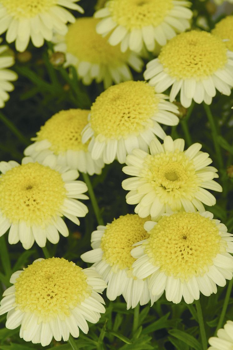 Margerit - Argyranthemum frutescens Madeira Crest Yellow