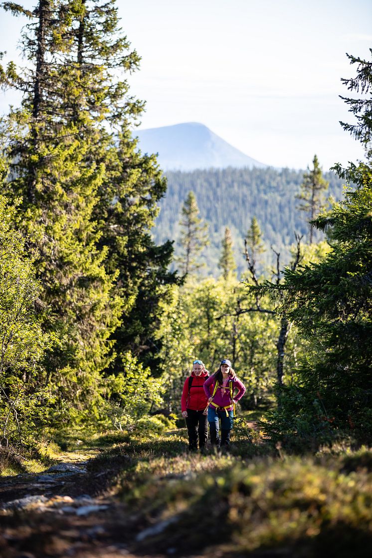 Vandring sommar Lofsdalen