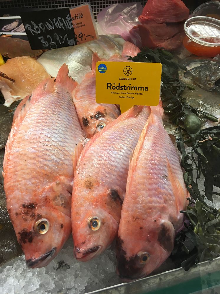 Gårdsfisk Rödstrimma ursprungsmärkt med Från Sverige i fiskdisken