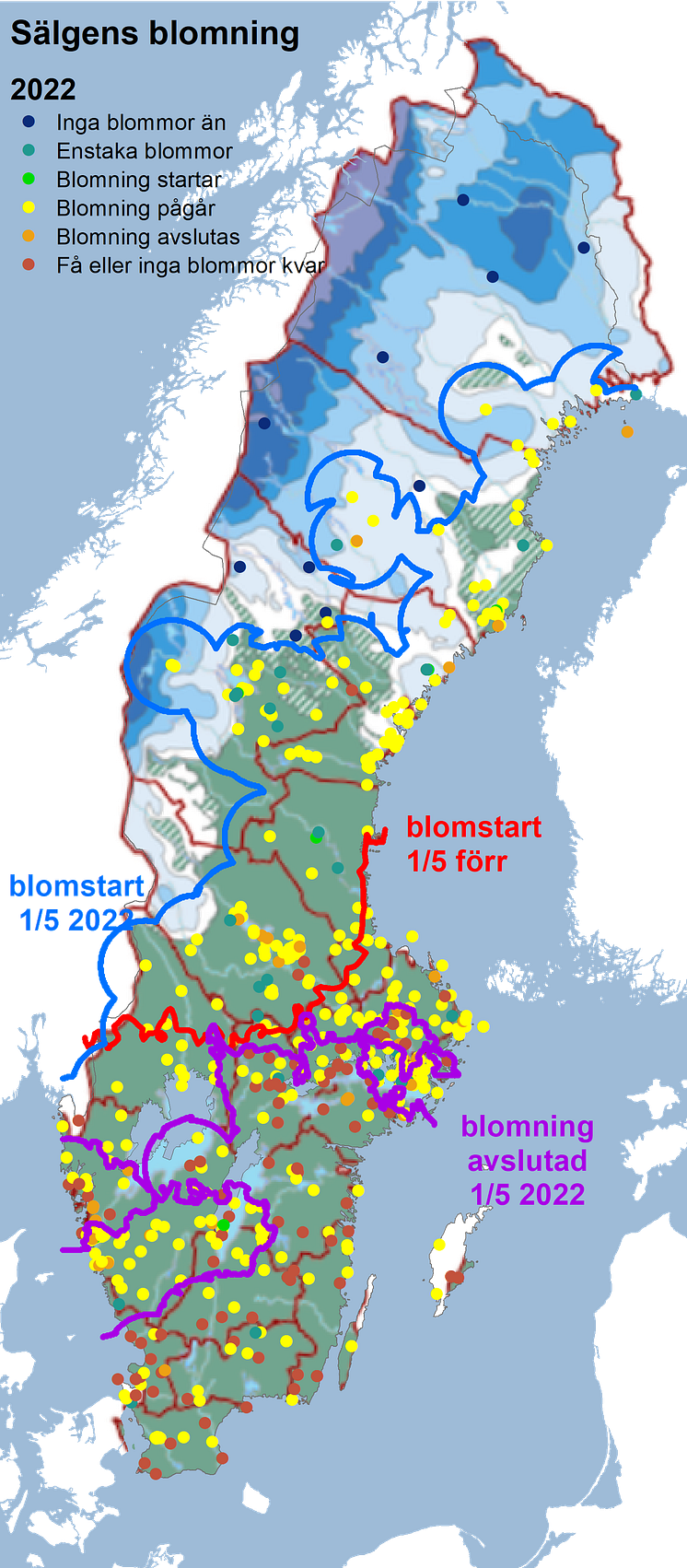 sälg2022snö