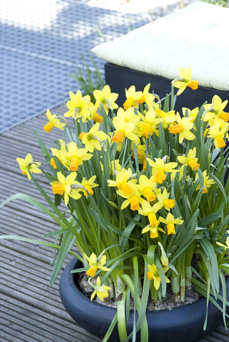 Narcissus Jetfire®