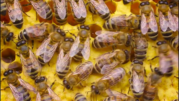 Vores honning kommer fra vilde bier i Etiopiens regnskov
