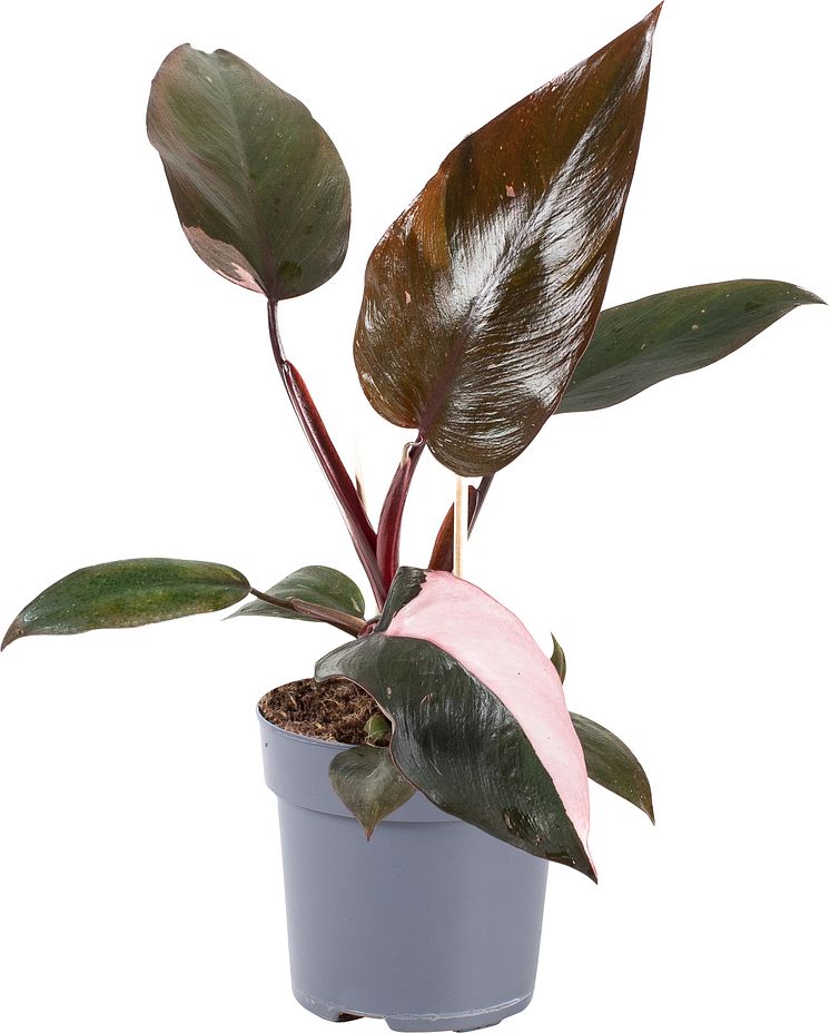 3. Philodendron_Pink_Princess