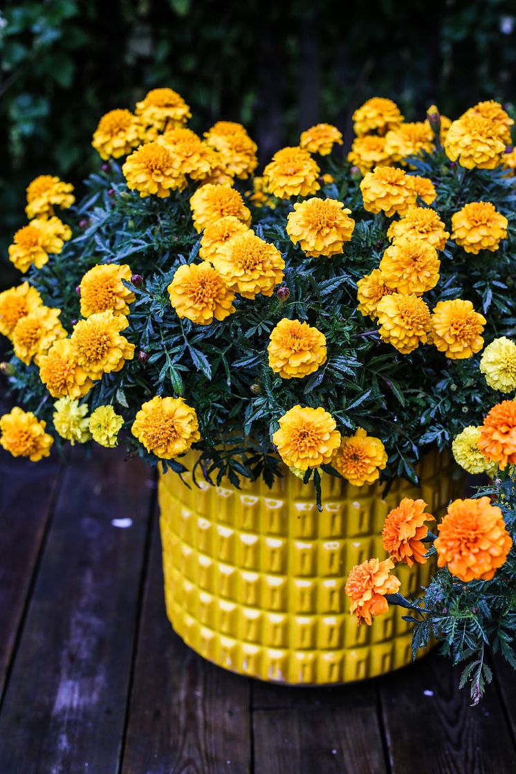 Tagetes