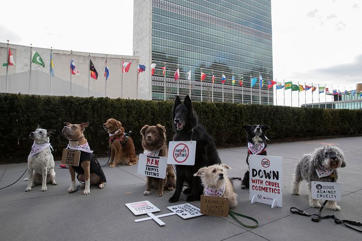 Hundar i djurprotest vid FN