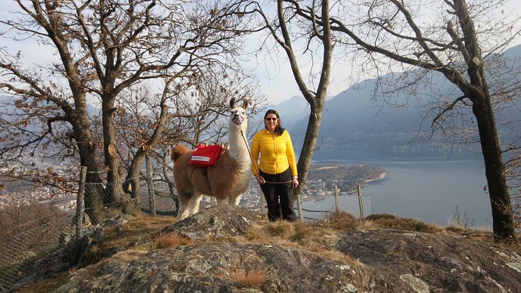 Lama-Trekking im Tessin