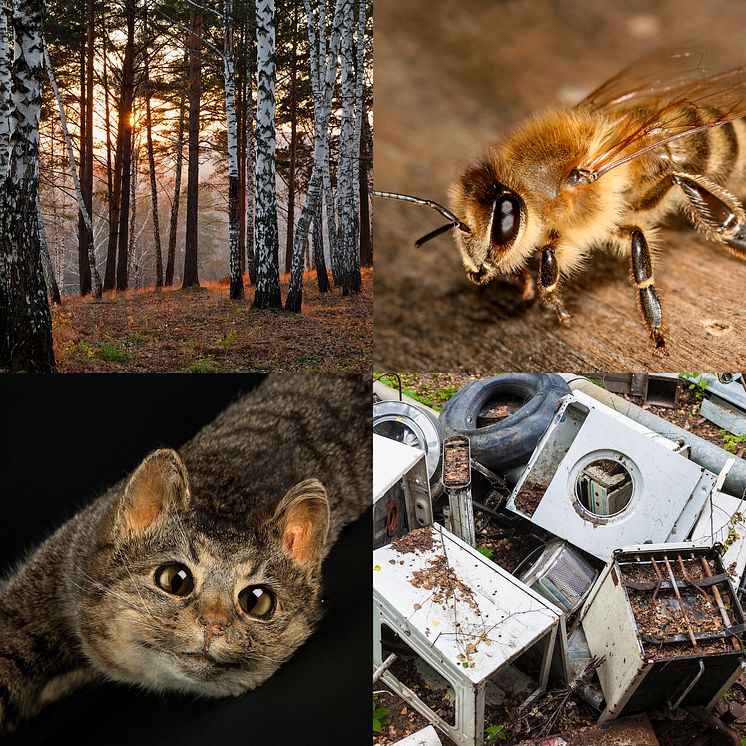 Kunskapskalaset. Collage Vår natur. Pressbild 2