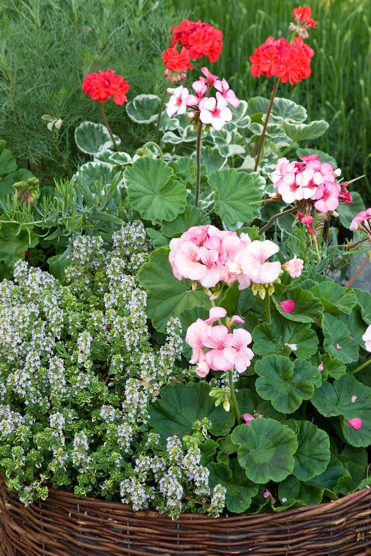 Recept på en lyckad plantering i april - juni