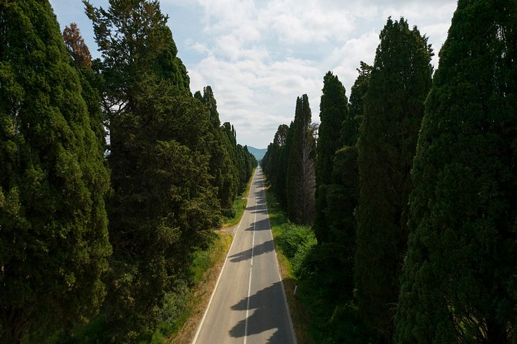 Bolgheri Boulevard - Il Viale dei cipressi (1) (1)