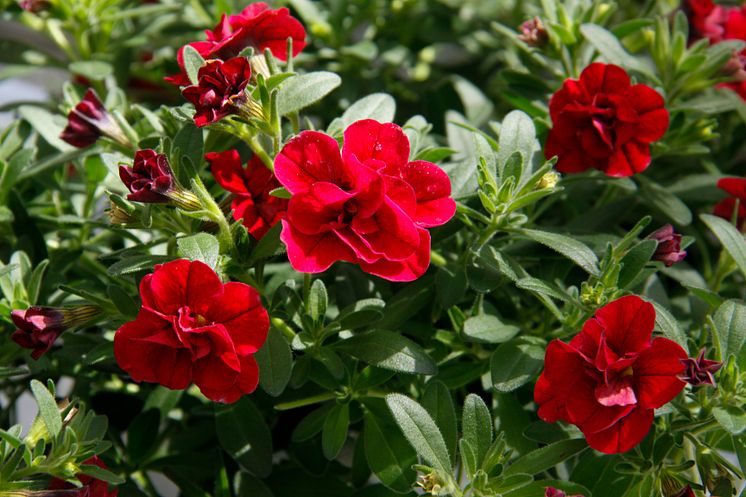 Fylldblommande småpetunia, Calibrachoa Uno_DoubleRed