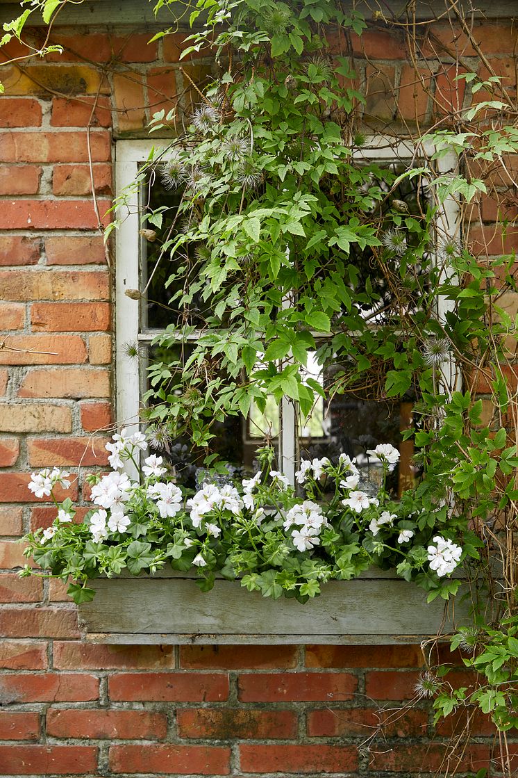 Pelargoner till Mors Dag