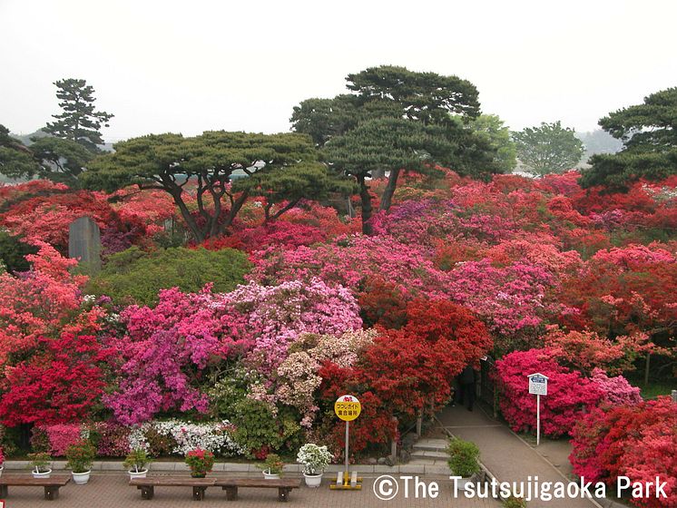 Tsutsujigaoka Park