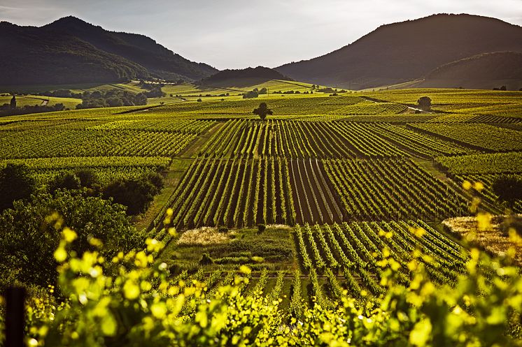 Ilbesheim bei Landau in der Pfalz_Weinregion_Pfalz_Weinberge_am_Kalmit_Wingert_Ilbesheim