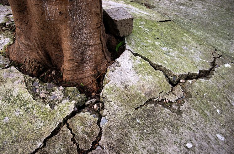tree roots in cracked pavement - subsidence