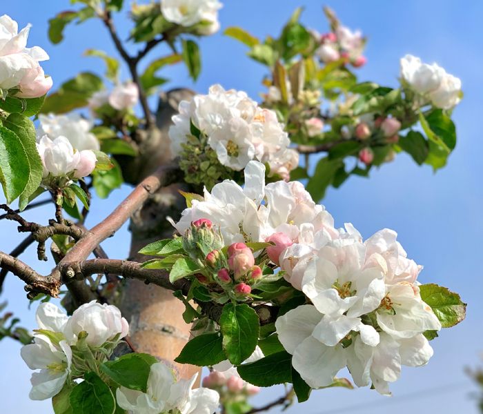 Äppelblomning 17 maj 2021