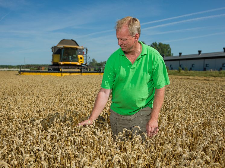 Svensk kycklingbonde på fält