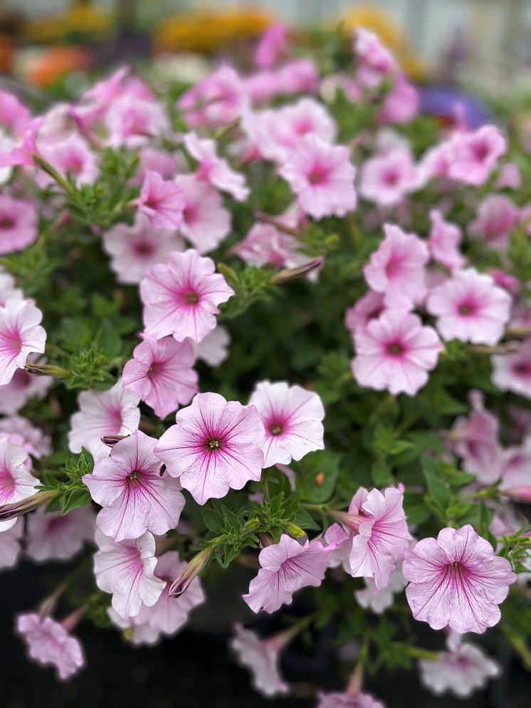 petunia sugar rush pink vein_2023