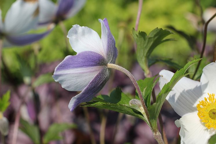 Anemone 'Wild Swan' Trädgårdsanemon - nyhet 2014 Blomsterlandet