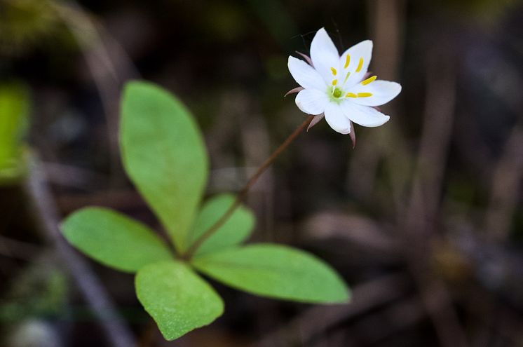 'Chickweed-wintergreen or Lysimachia europaea. (Photo credit Dr Alistair Auffret)