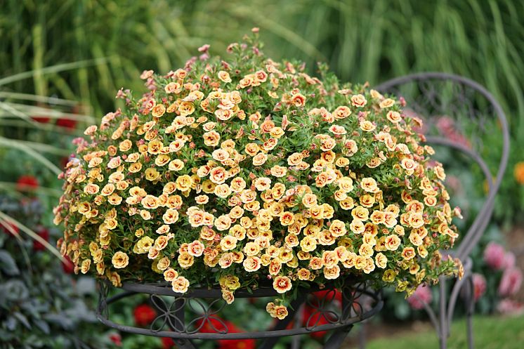 Småpetunia, Calibrachoa MiniFamous® Neo Double Orange 