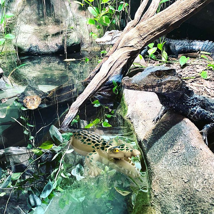 Tierischer Spaß im Reptilienzoo Forchtenstein