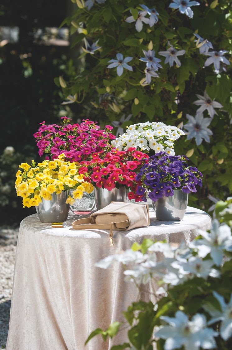 Blomsterbord med petunia