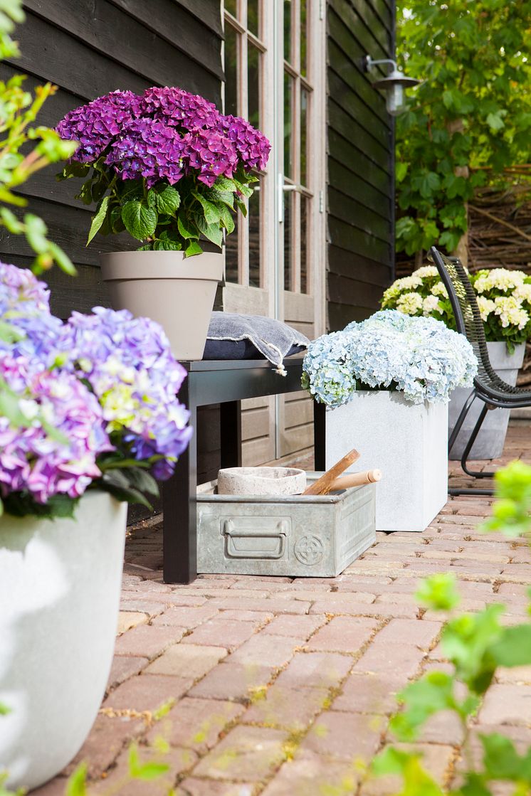 Hortensia - en effektiv luftfuktare med ljuvlig blomning