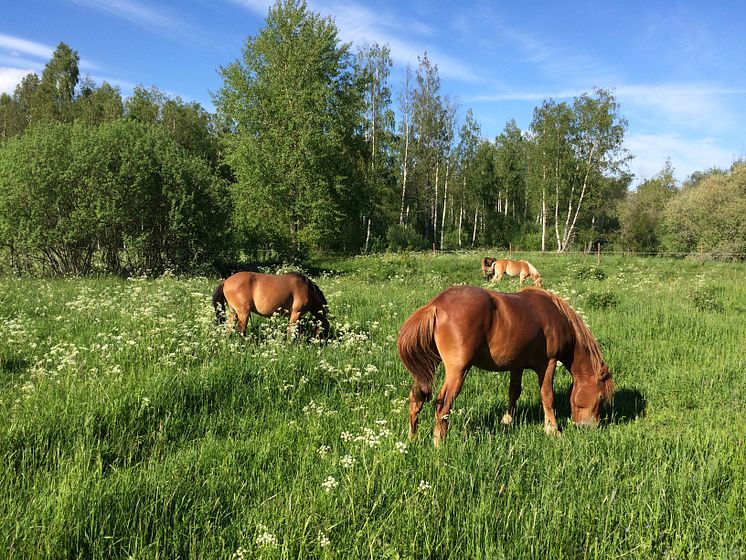 Bete ger näringsrikare vegetation och variation i landskapet