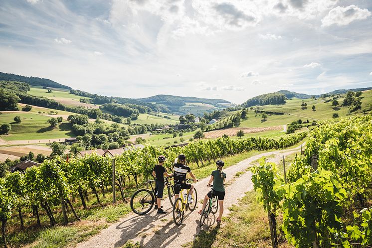 Bikergruppe in den Rebbergen von Oberflachs, Aargau 