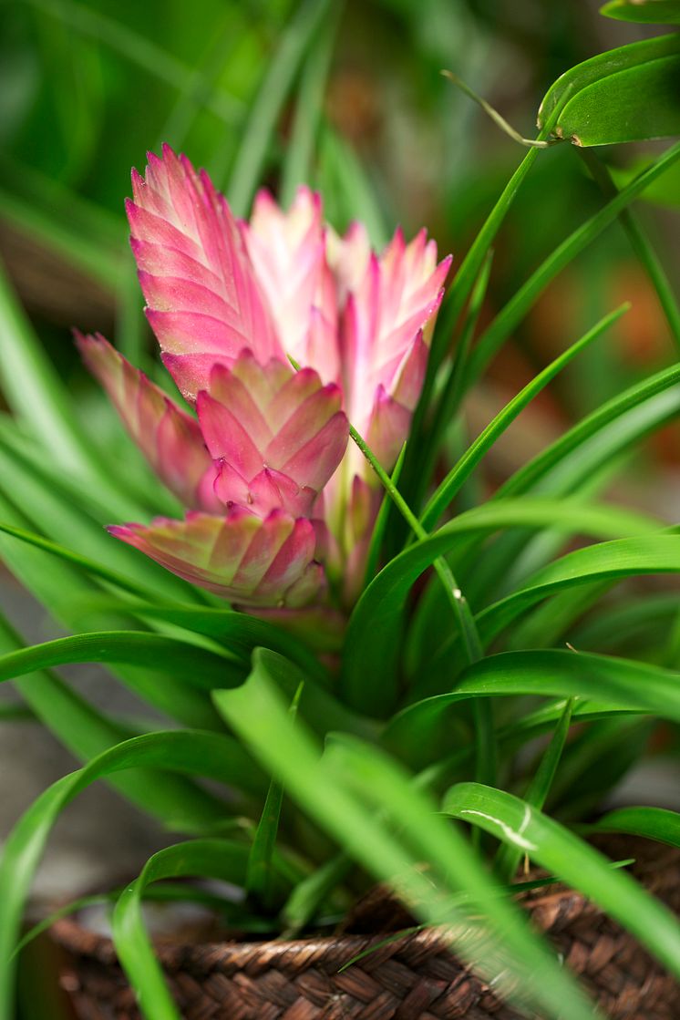 Tillandsia 'Jose'