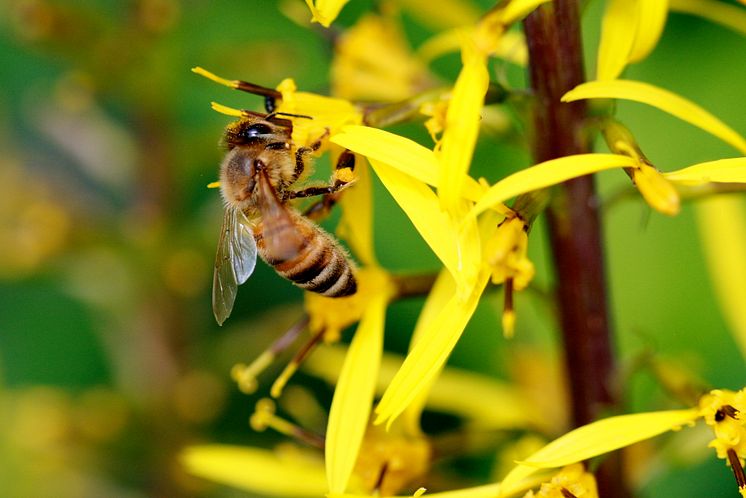 Honeybee (Apis mellifera)
