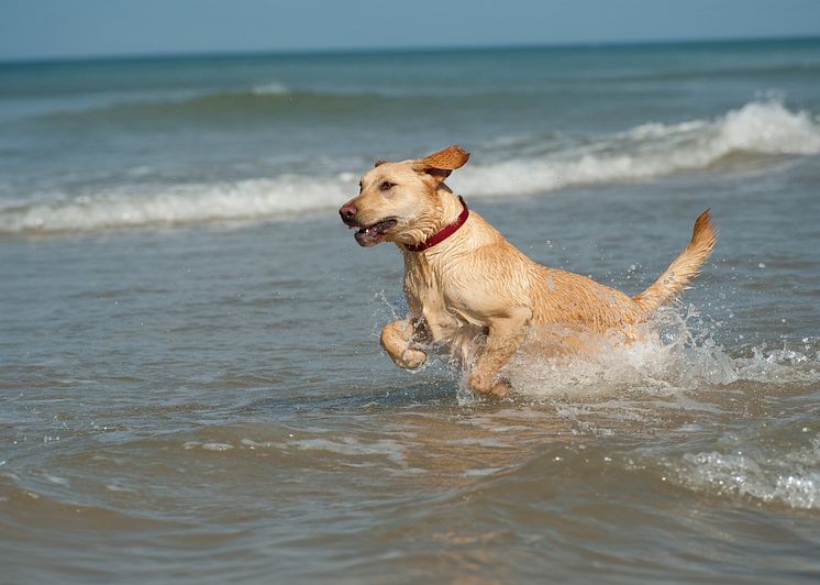 GTR is working with Dog Behaviour & Training Consultant, Carolyn Menteith