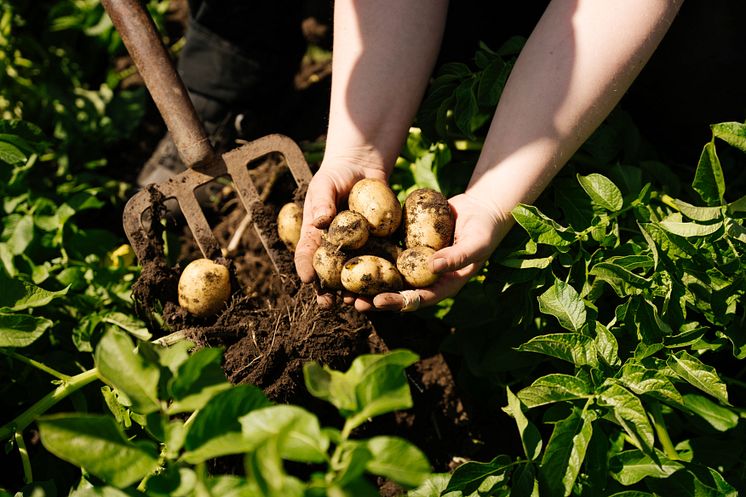 Potatis-Foto-Larsviken