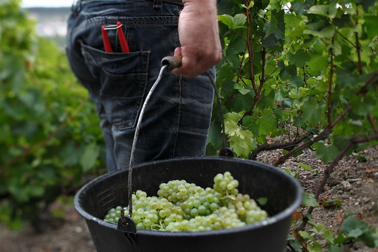 Harvest - chardonnay at Bollinger