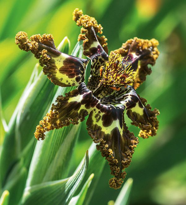 Ferraria crispa Blomsterlandet 2023