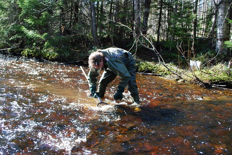 Ny rapport om försurade vatten:  Stor ökning av bottenlevande djur efter kalkning