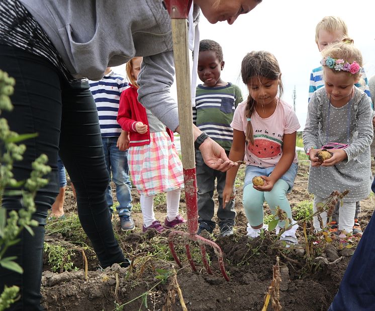 Dysterjordet andelslandbruk. Barnehage på besøk i åkeren. Foto Emma Gerritsen