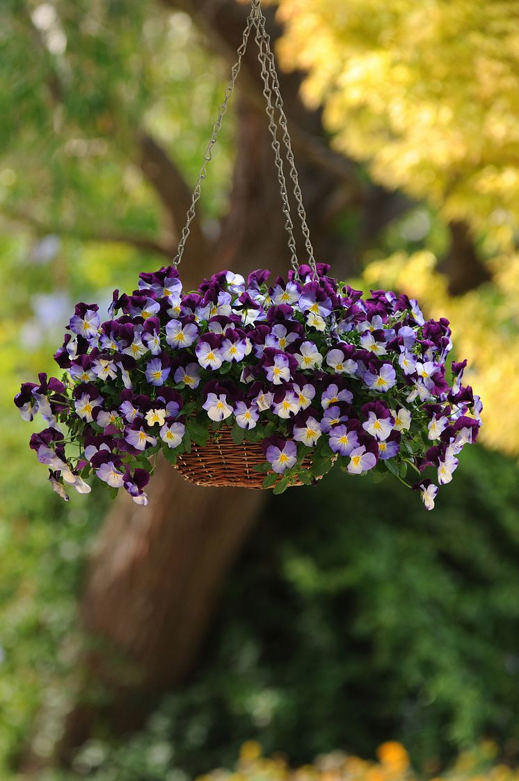 Viola x wittrockiana 'Cool Wave Violet wing'