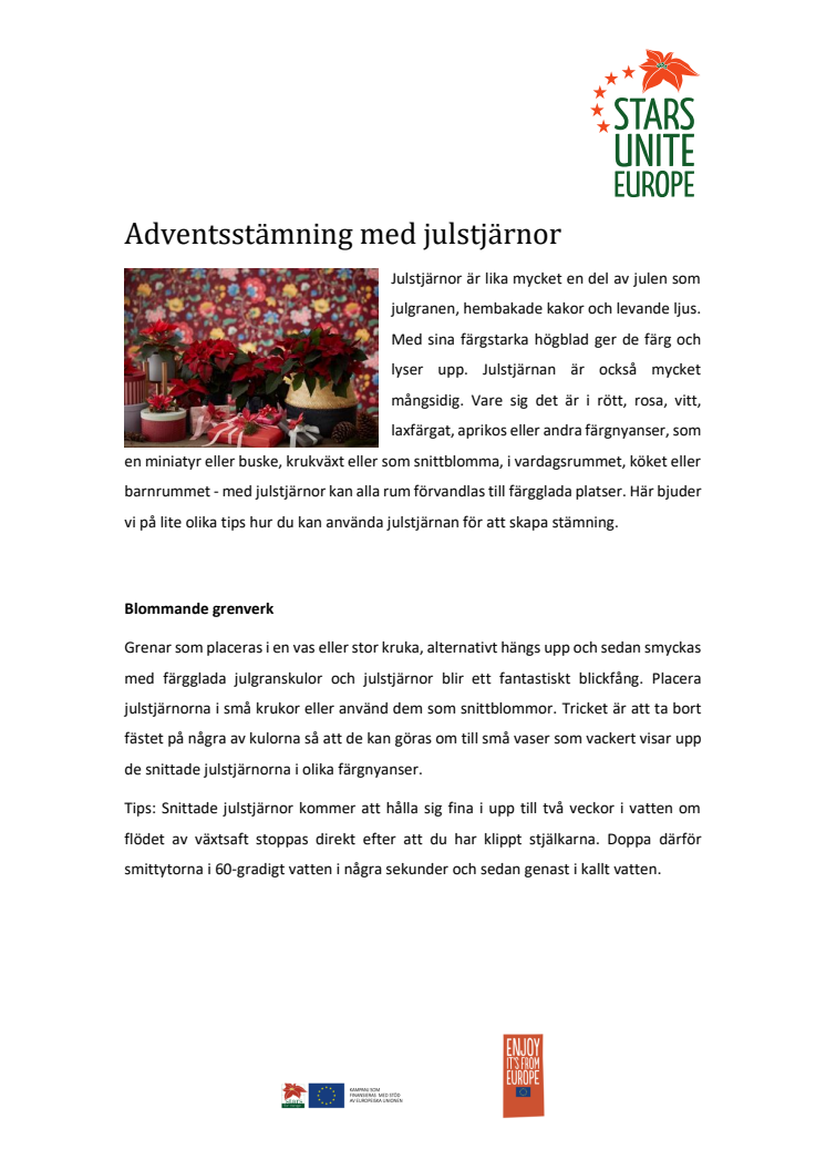 ​Adventsstämning med julstjärnor