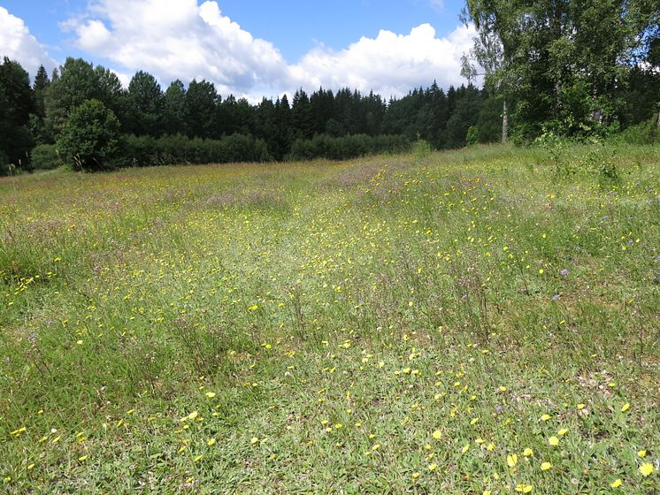 Naturreservatet Svartbäcksmåla